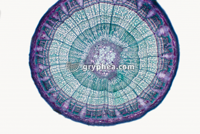 Tige de Tilleul de quelques années CT x7 - gryphea.com